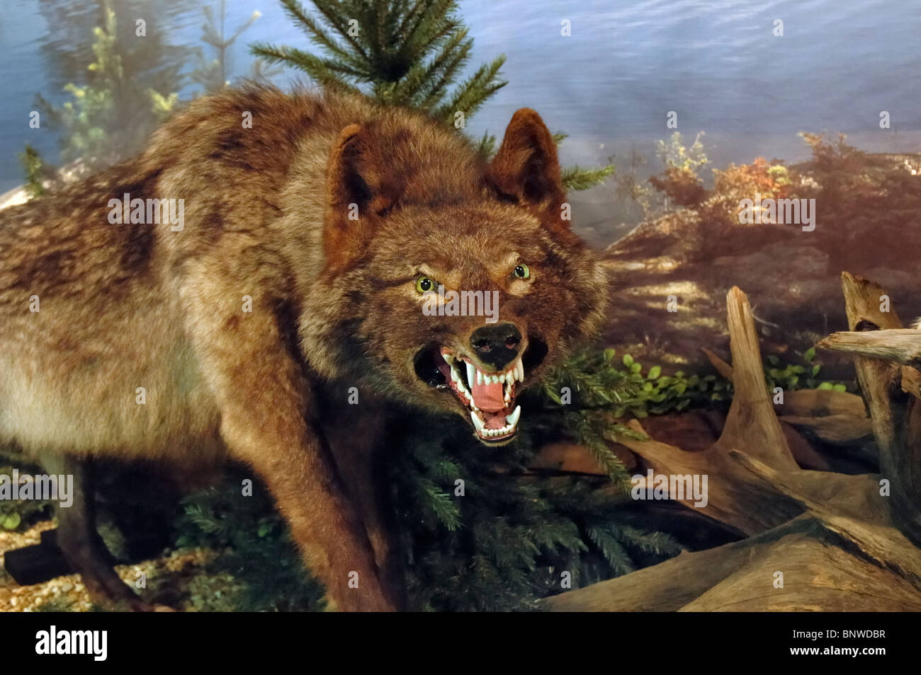large wolf specimen on display at the Henkelmann Life Science Collection at the Cumberland Inn Museum, Williamsburg, KY. Stock Photo