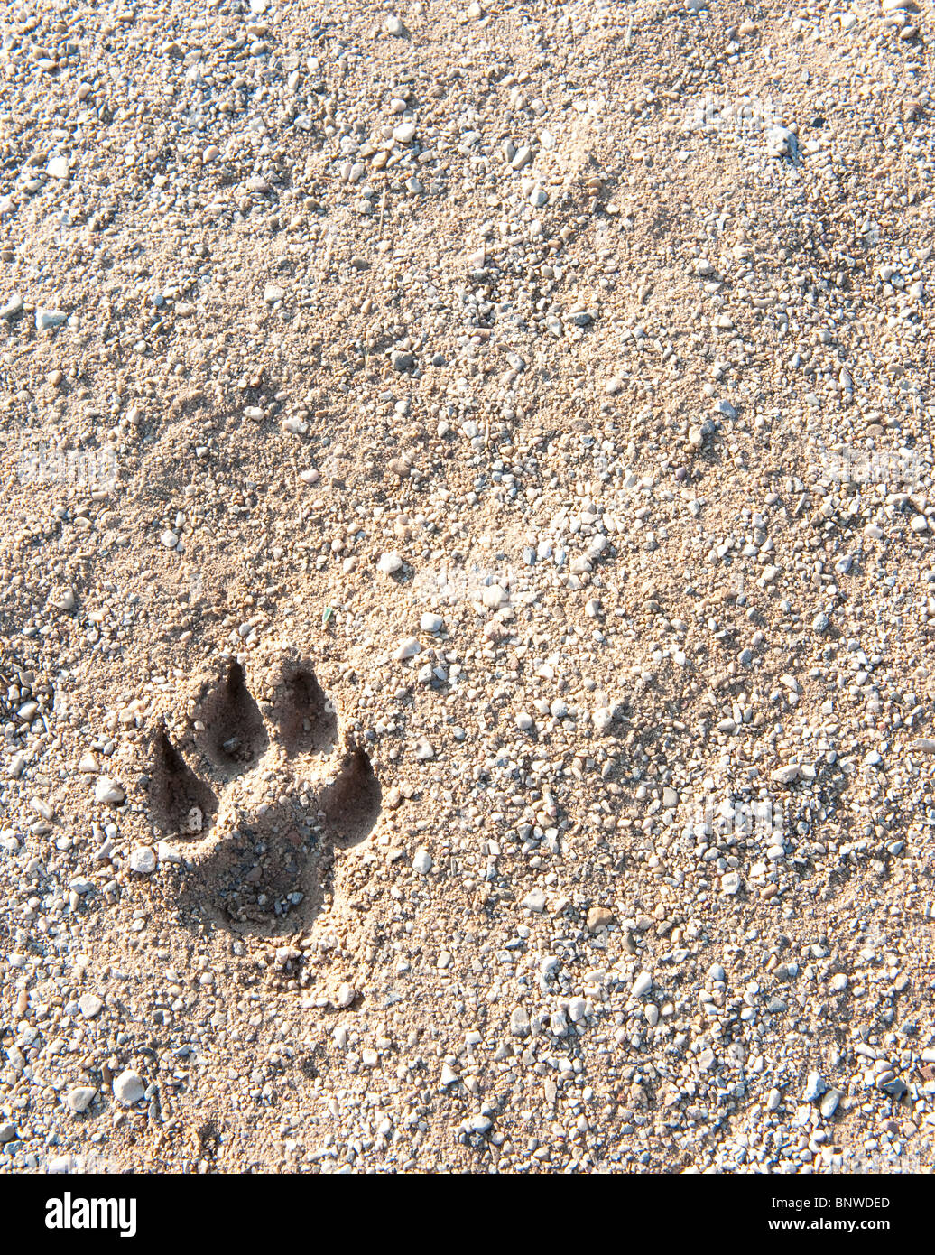 Dog tracks in the sand of a public playground Stock Photo Alamy
