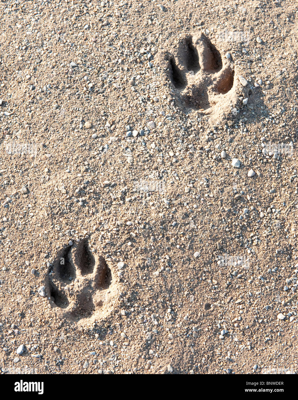 What Does A Dog Track Look Like