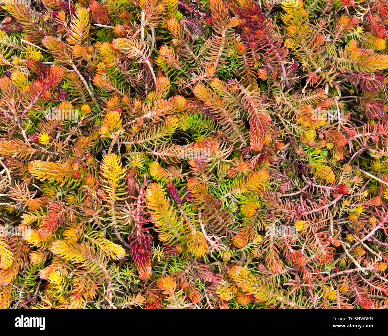 Colourful sedum plants in winter Stock Photo