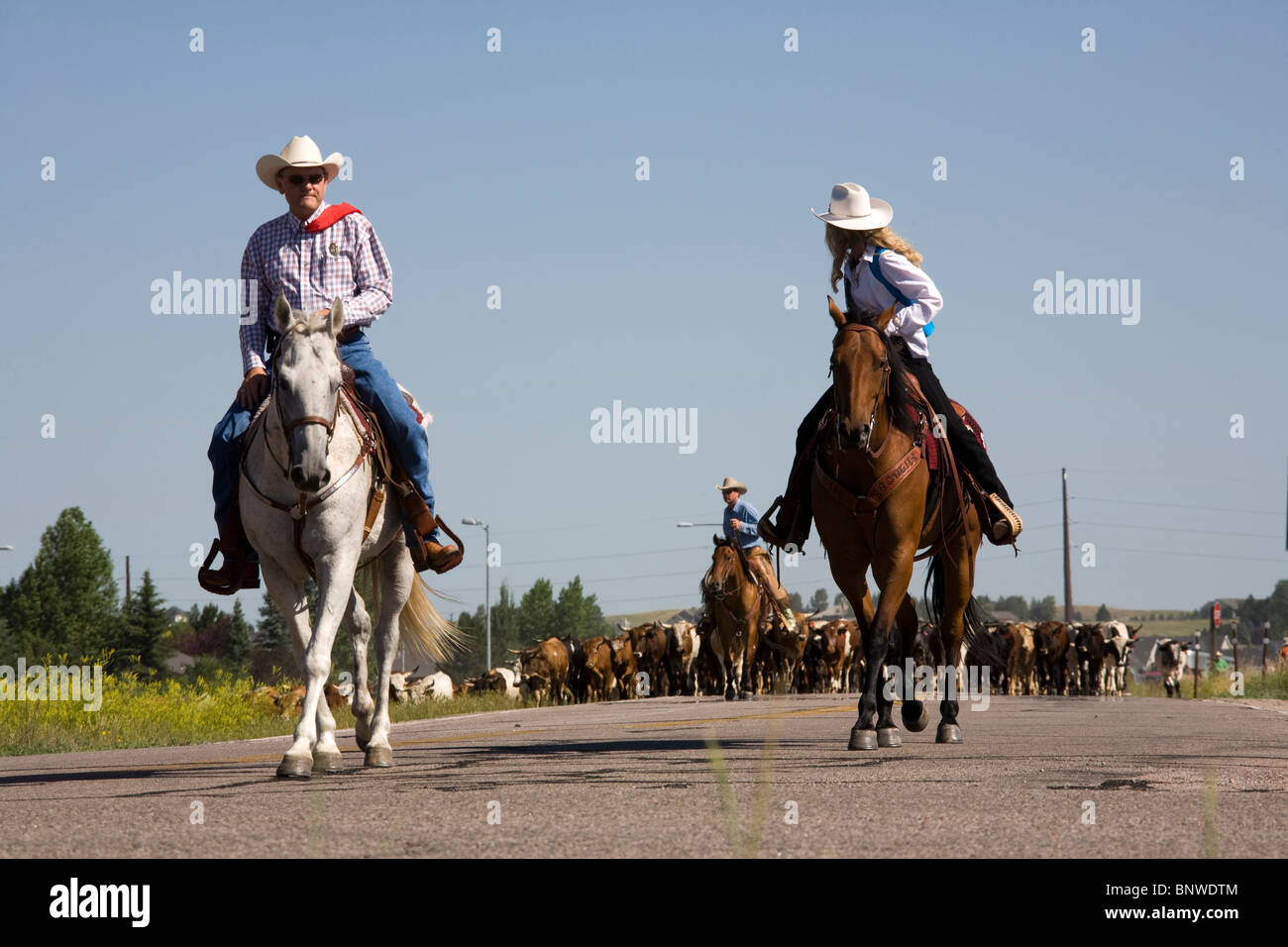 Cowboys cattle hires stock photography and images Alamy