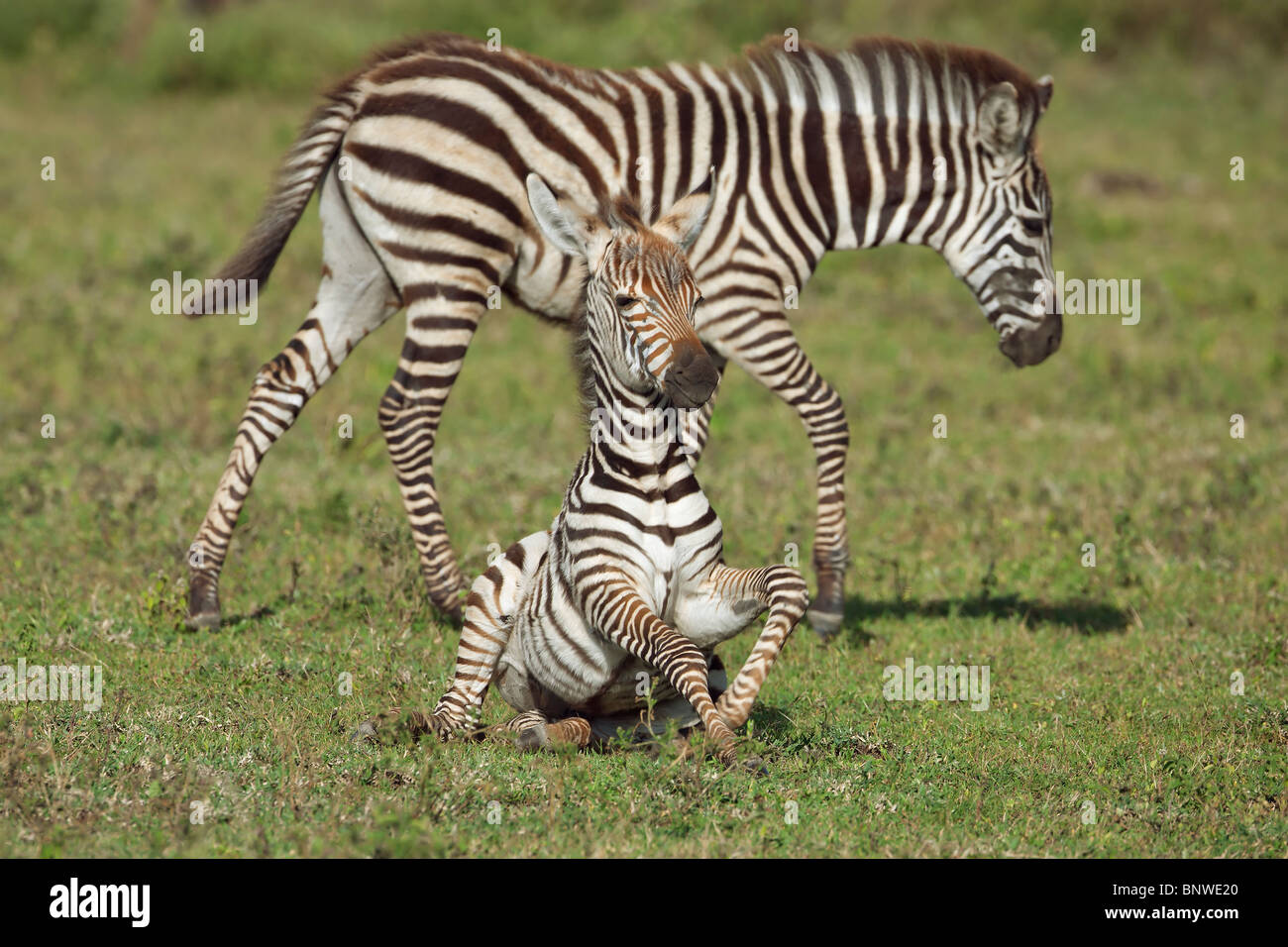 Zebra fawn, Serengeti, Tanzania Stock Photo