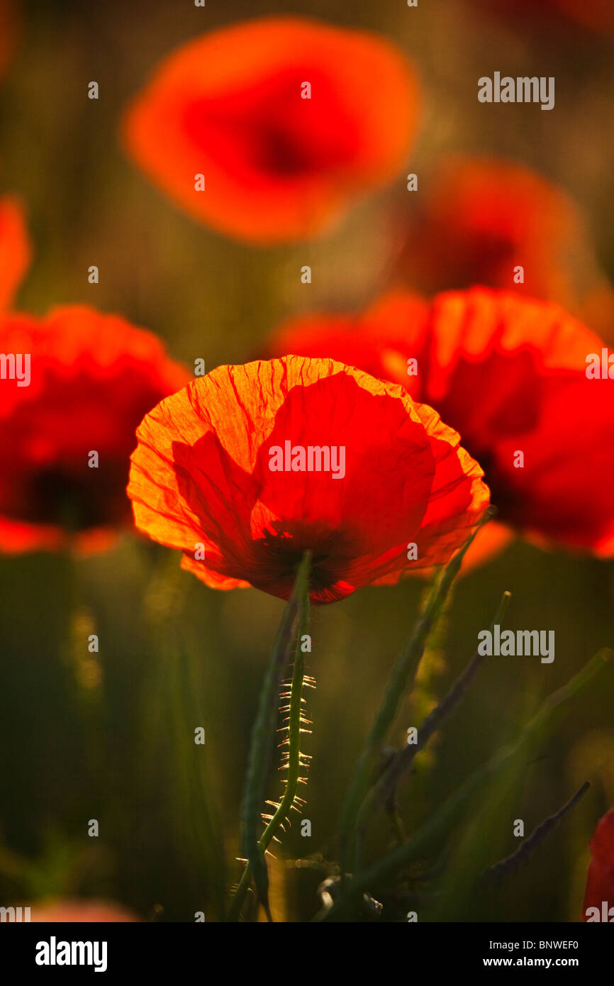 Backlit common red poppies, Papaver rhoeas, against a dark green background. Stock Photo