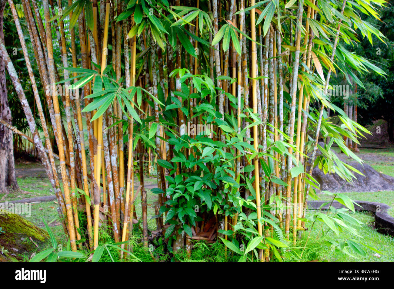 Bamboo thickets in city park of the city of Kuching. Malaysia. Borneo. Stock Photo