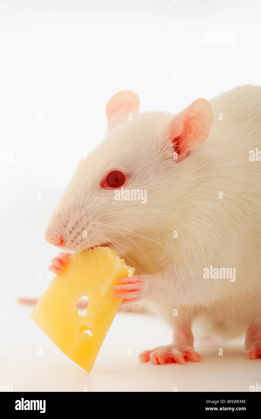 White rat face close hires stock photography and images Alamy