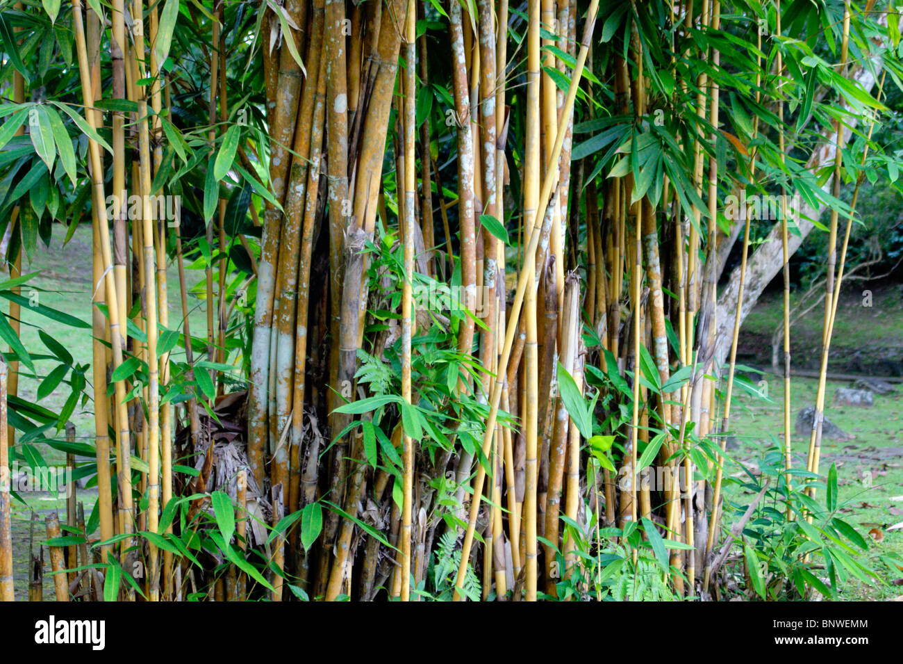 Bamboo thickets in city park of the city of Kuching. Malaysia. Borneo