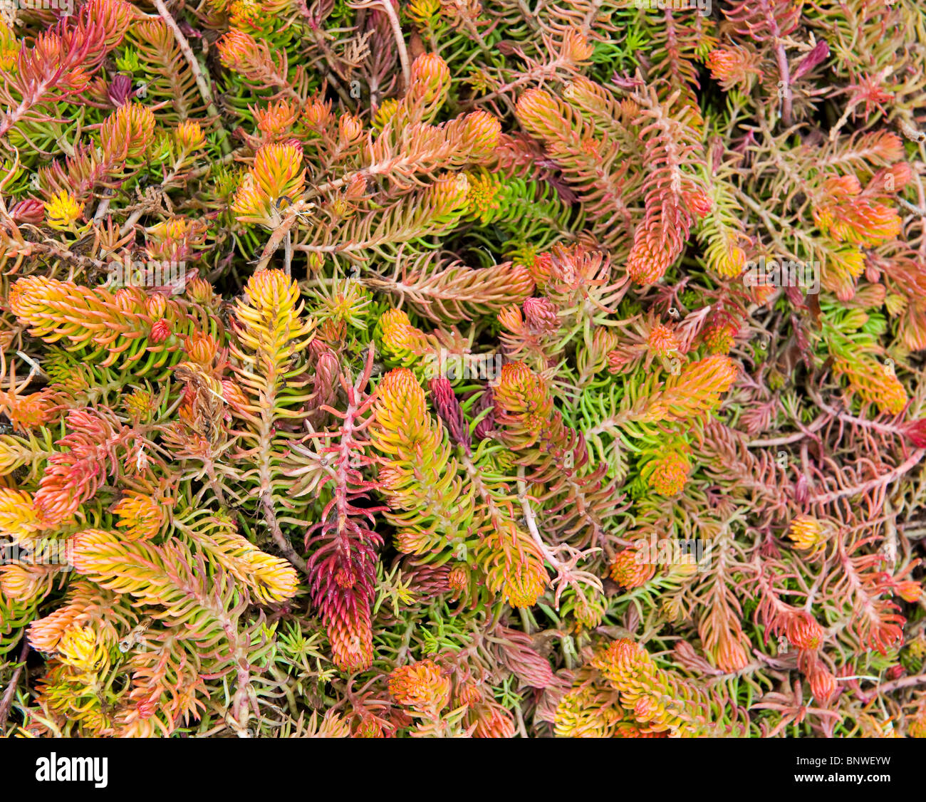 Colourful sedum plants in winter Stock Photo