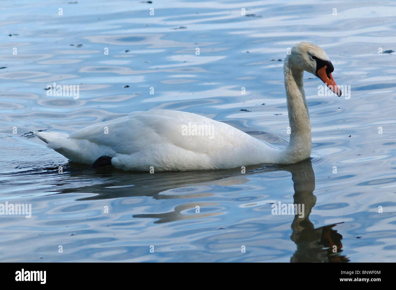 Mute Swan swimming in Lake Ontario in LaSalle Park, Burlington,Ontario