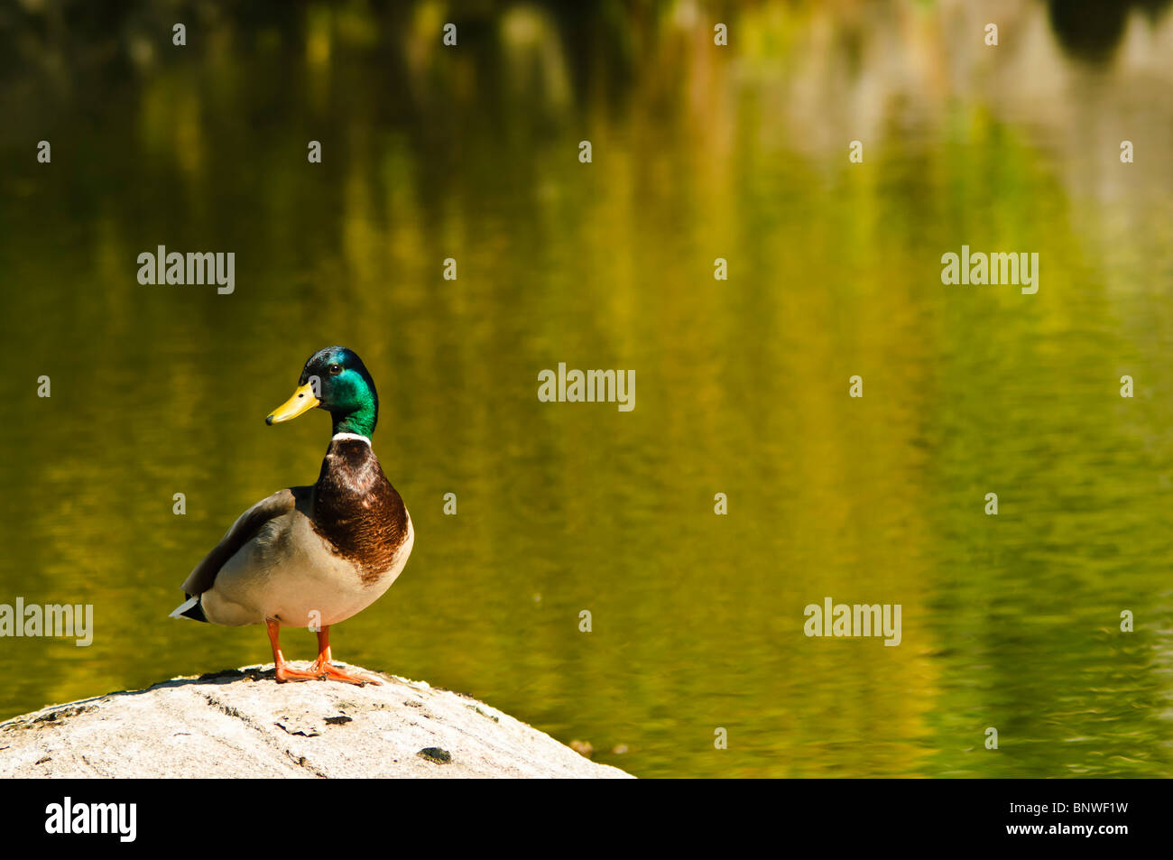 Mallard Duck on a boulder in a pond Stock Photo