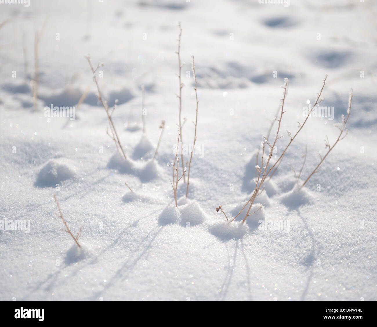 Macro of snow covered desert plants. Stock Photo