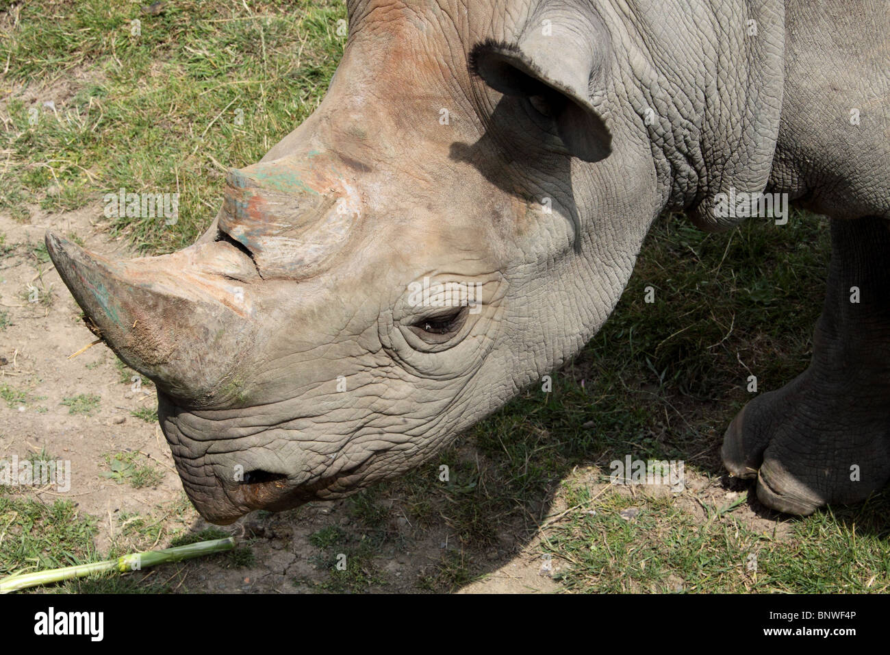 Black Rhino Diceros bicornis michaeli Stock Photo