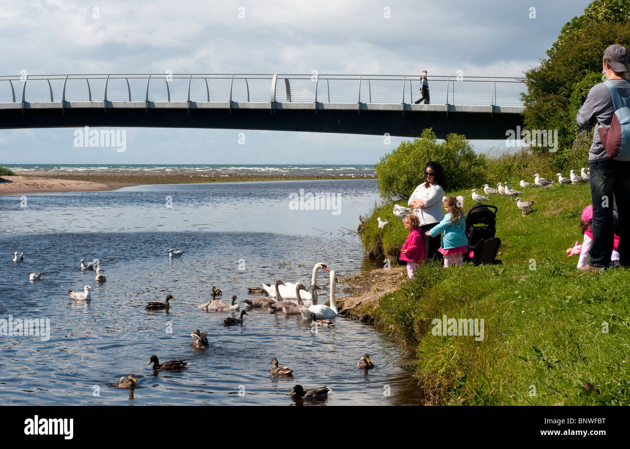 Feeding the Swans and Ducks at the river doon Stock Photo