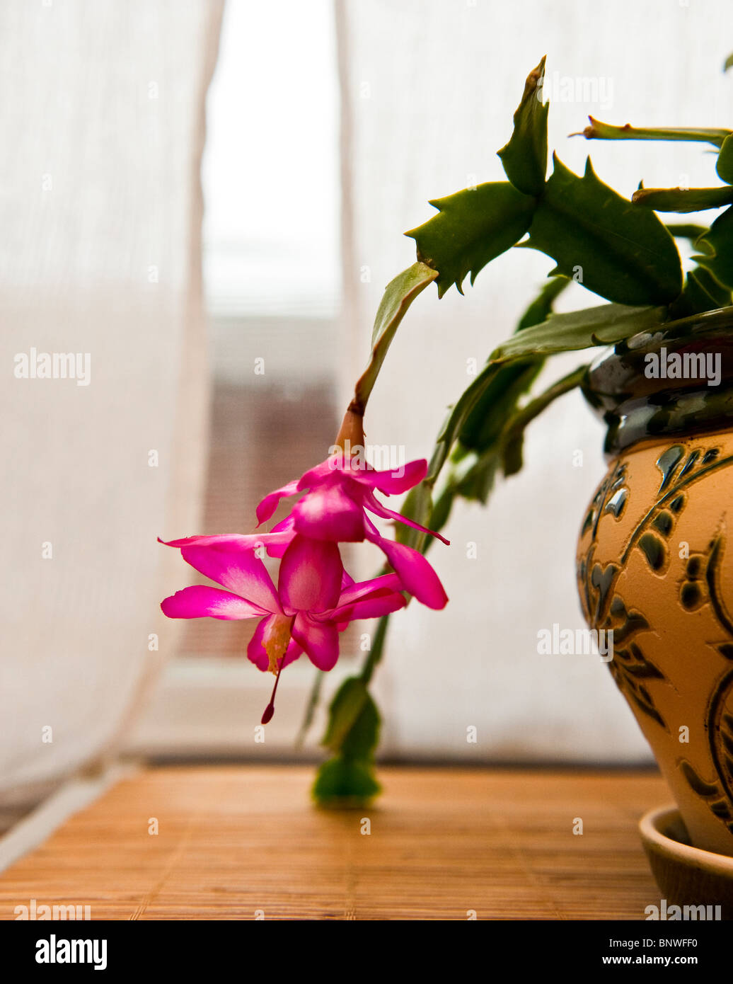 Zygo High Resolution Stock Photography And Images Alamy