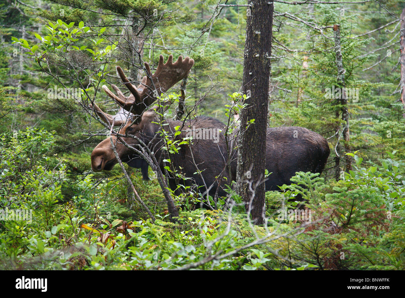 Franconia Notch State Park Moose on Lonesome Lake Trail in the White