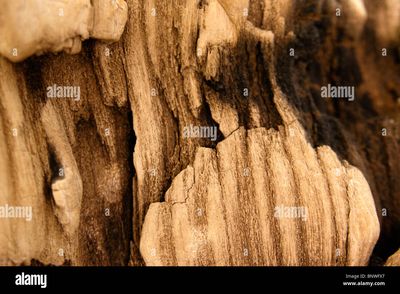 Structure of the hardened most ancient mahogany found in Saravak. Malaysia. Borneo Stock Photo