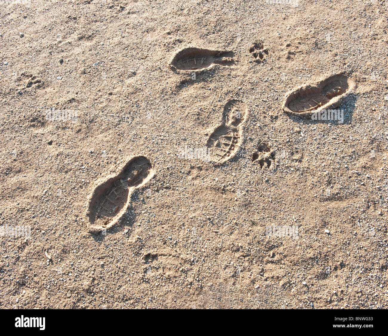 Human and dog footprints hi-res stock photography and images - Alamy