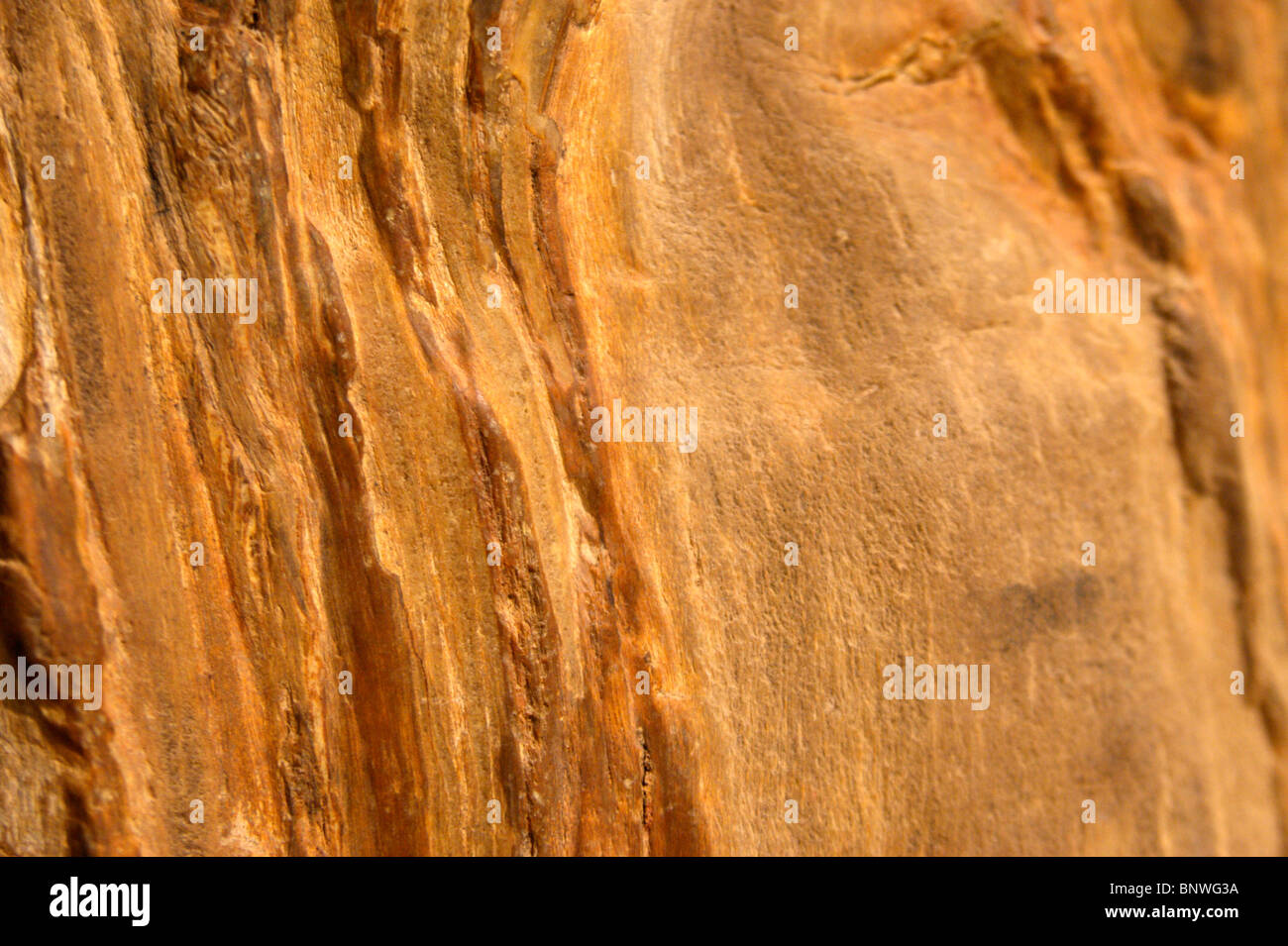 Structure of the hardened most ancient mahogany found in Saravak. Malaysia. Borneo Stock Photo