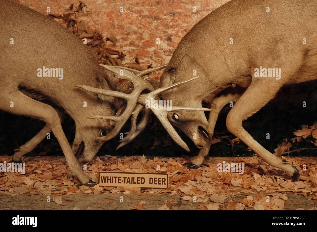 Whitetailed deer locked in mortal combat at Henkelmann Life Sciences Collection at the Cumberland Inn Museum Kentucky Stock Photo