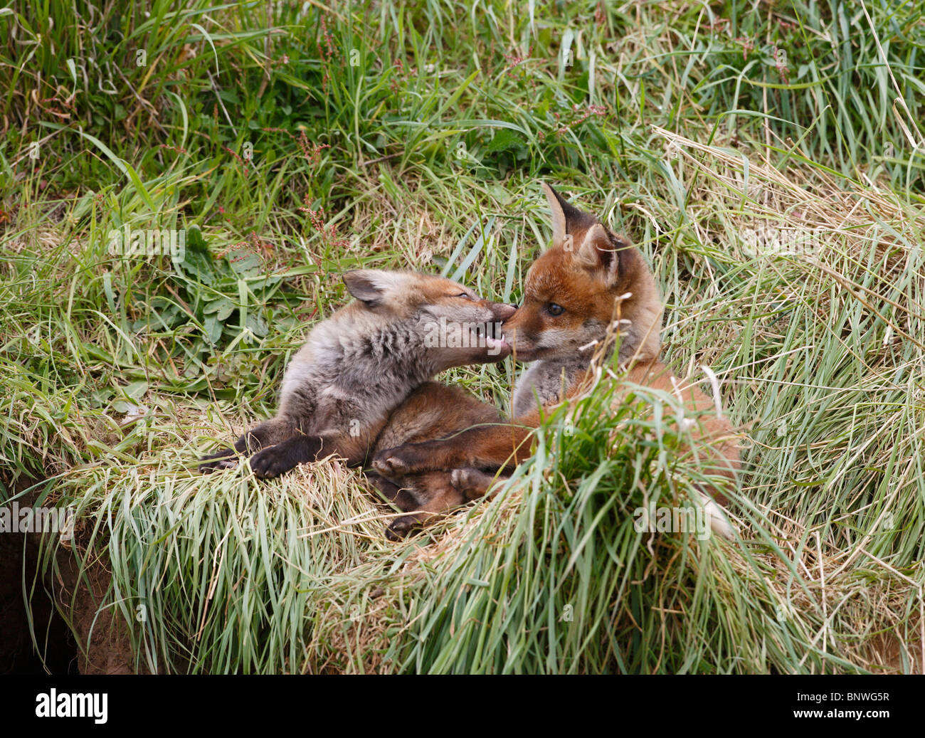 Red fox (Vulpes vulpes) cubs playing near earth Stock Photo