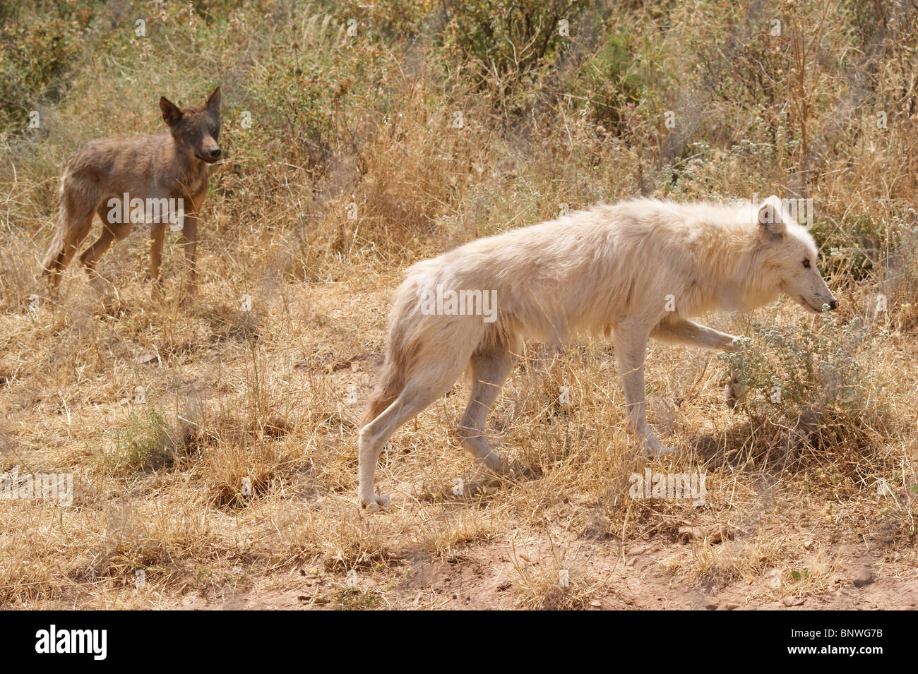 WILD ALASKAN WHITHE WOLF AT LOBO PARK ANTEQUERA ANDALUCIA SPAIN EUROPE Stock Photo