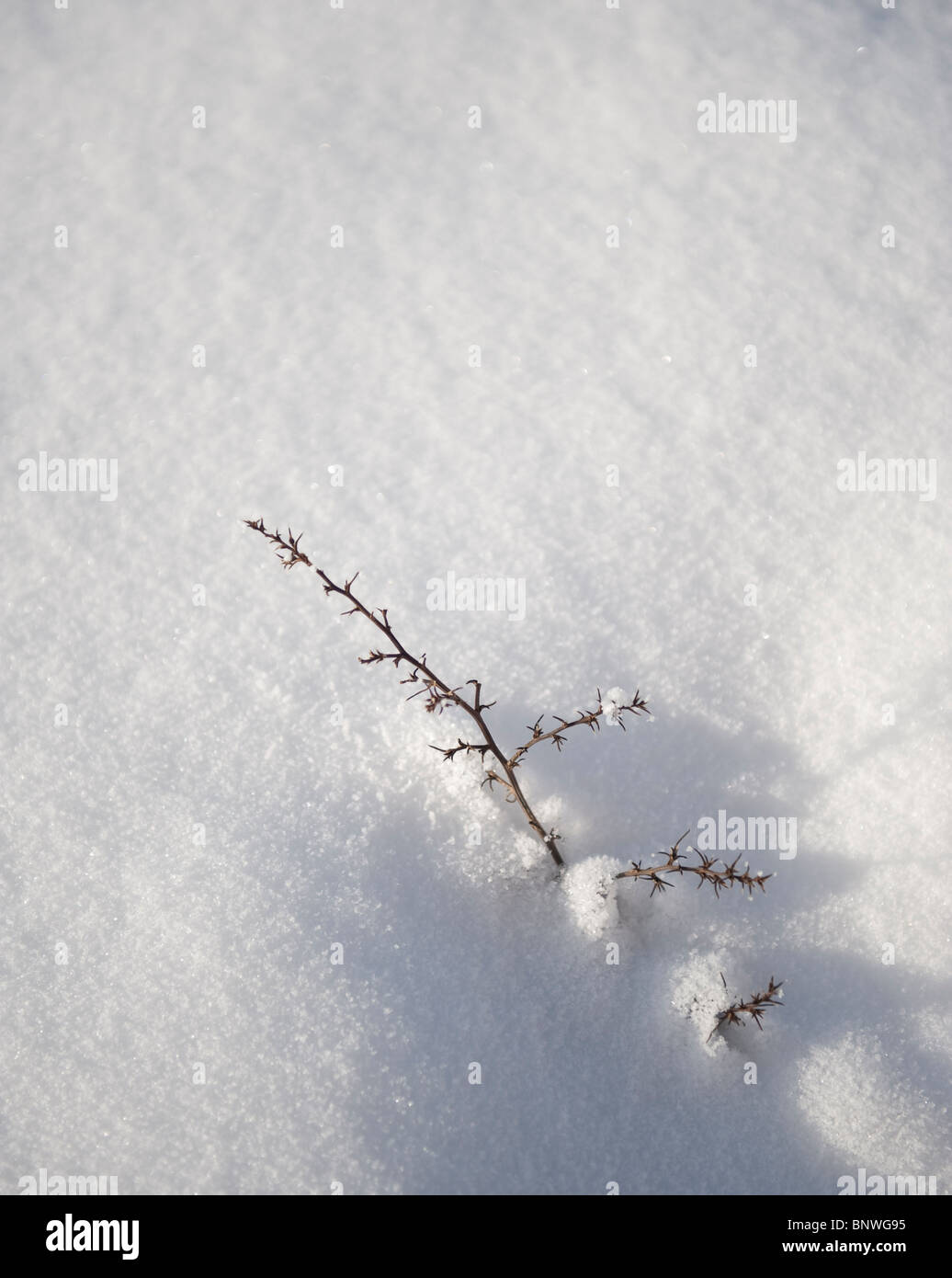 Macro of snow covered desert plants. Stock Photo