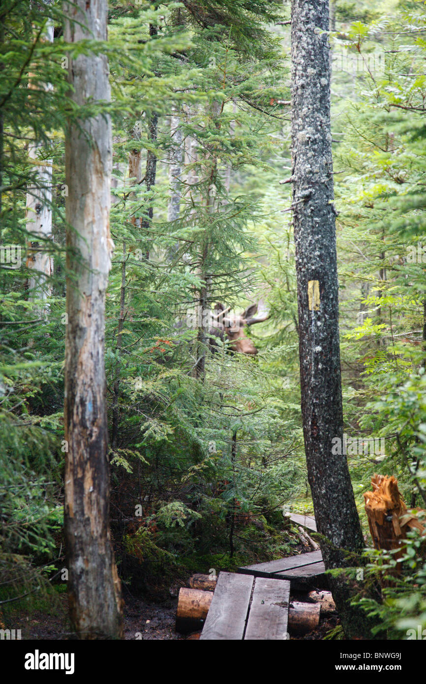 Franconia Notch State Park Moose on Lonesome Lake Trail in the White