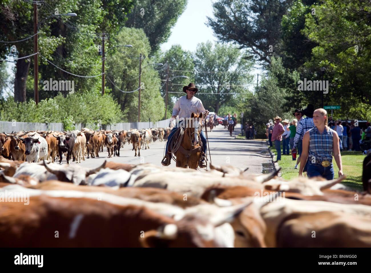 Rider taking part in a cattle drive to bring steers to the Cheyenne