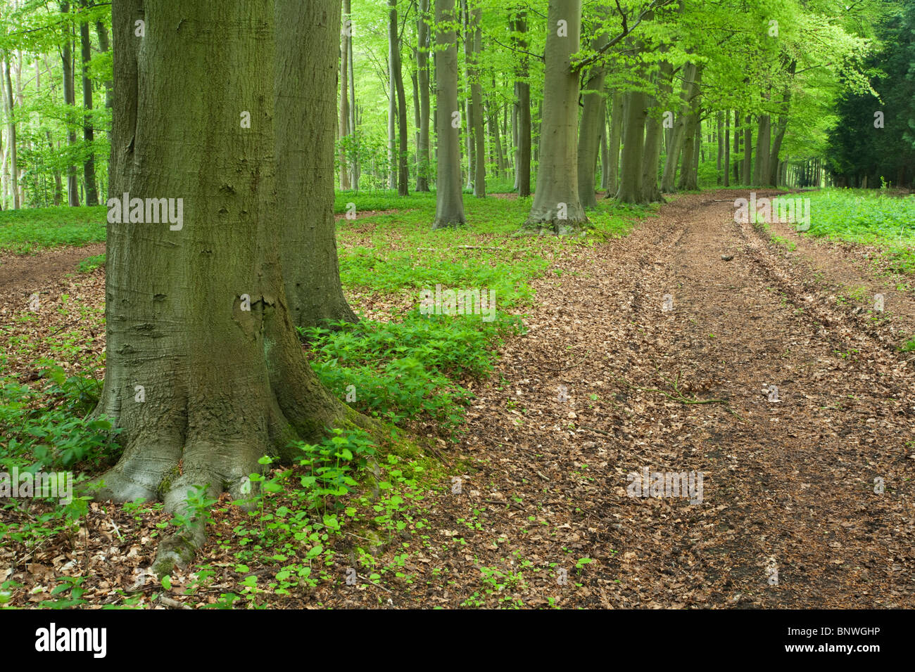 Track running through beech woodland on the Chiltern Hills above Mapledurham, Oxfordshire, Uk Stock Photo