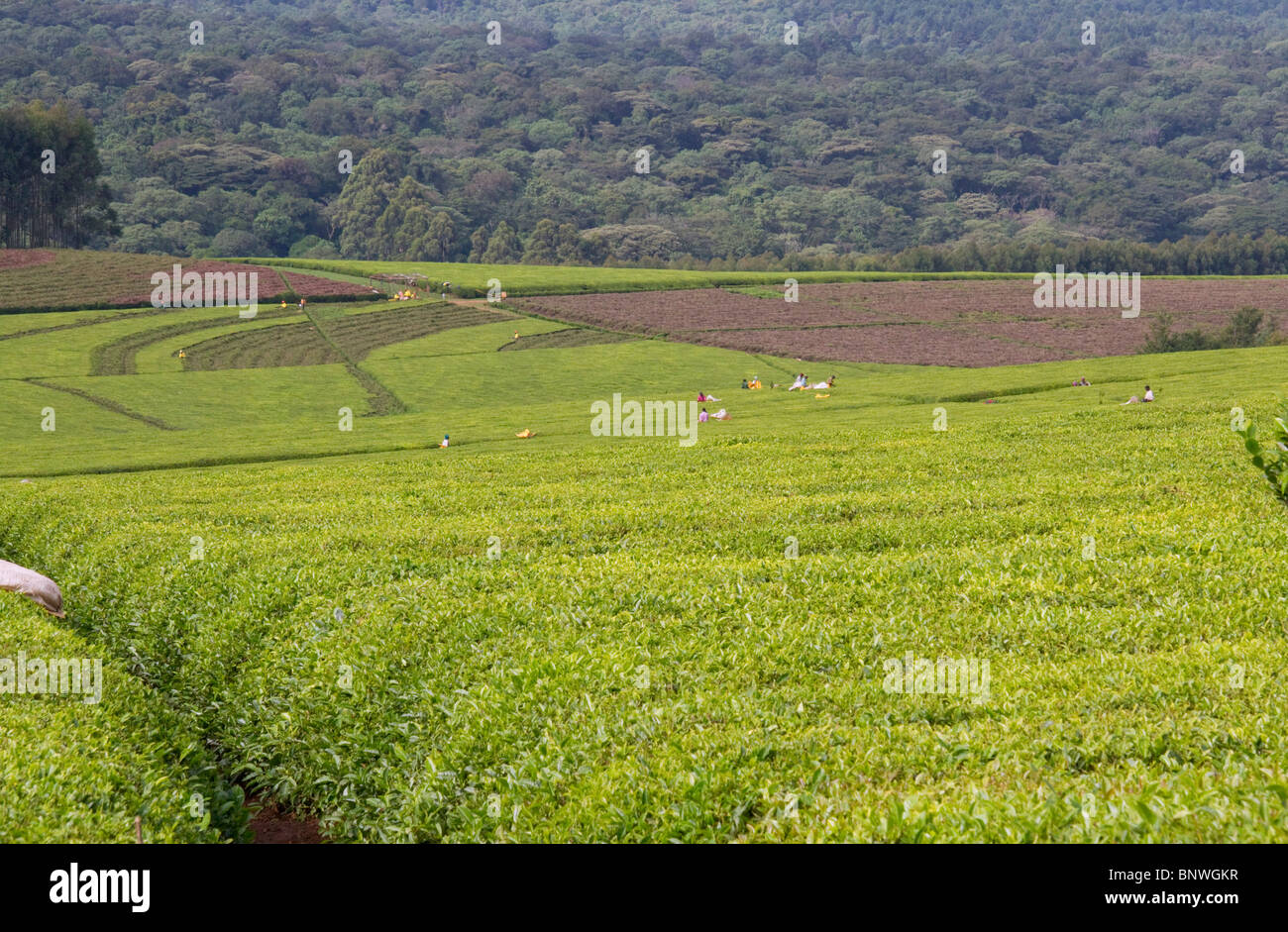Tea plantation in the Kericho area, western Kenya. Stock Photo