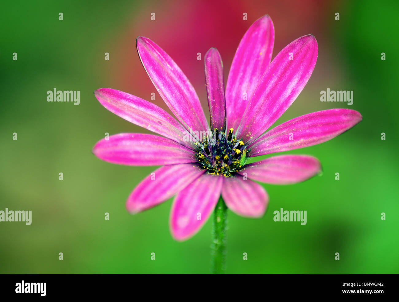 Flying pink daisy flowers at white wall background with shadows. - a  Royalty Free Stock Photo from Photocase