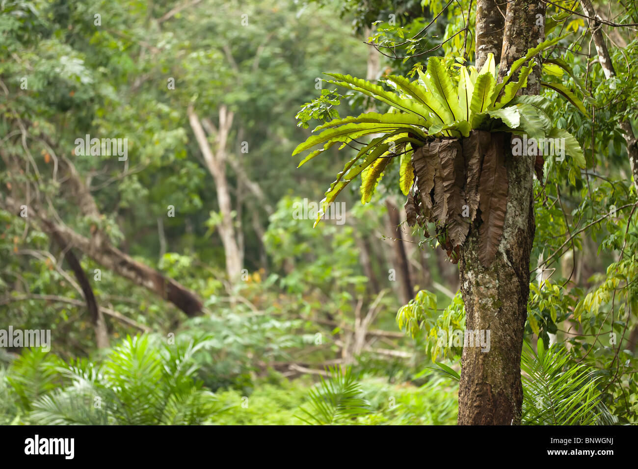 Asplenium nidus epiphyte tropical fern on tree trunk, sumatra Stock Photo