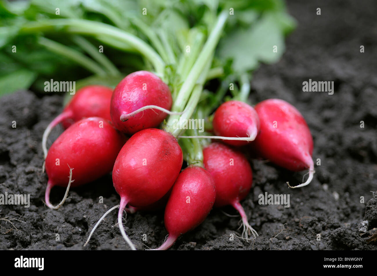 Radishes hires stock photography and images Alamy
