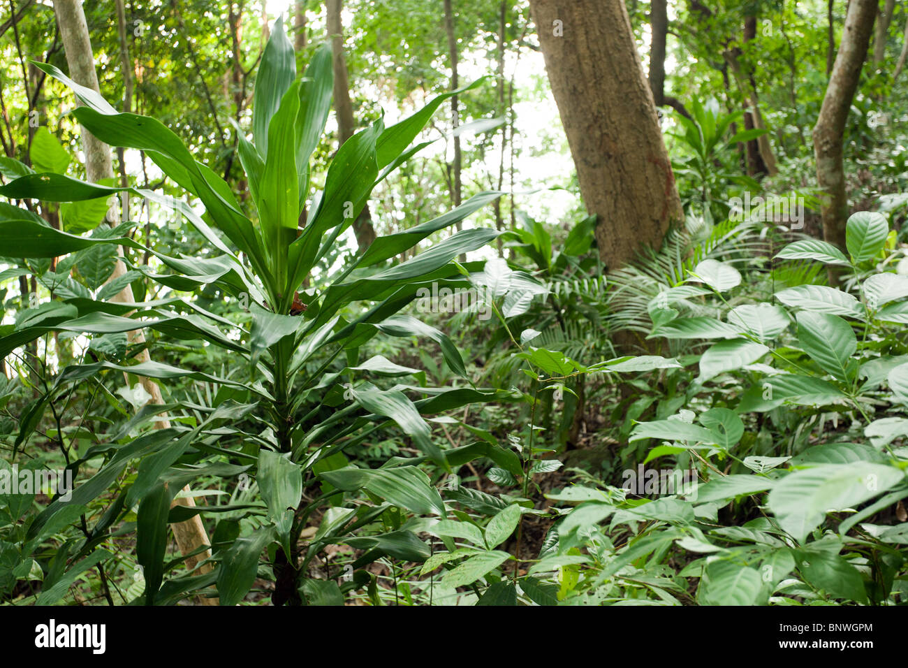 dracaena and other plants  in asian tropical rainforest Stock Photo