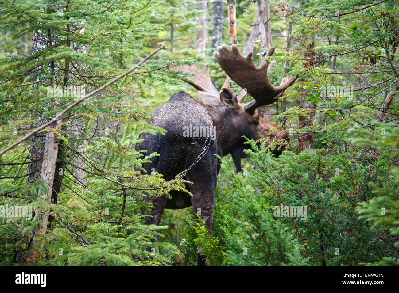 Franconia notch state park animal hires stock photography and images