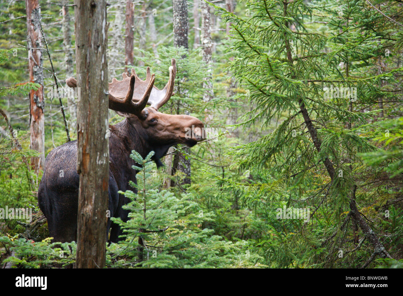 Franconia notch state park wildlife hires stock photography and images