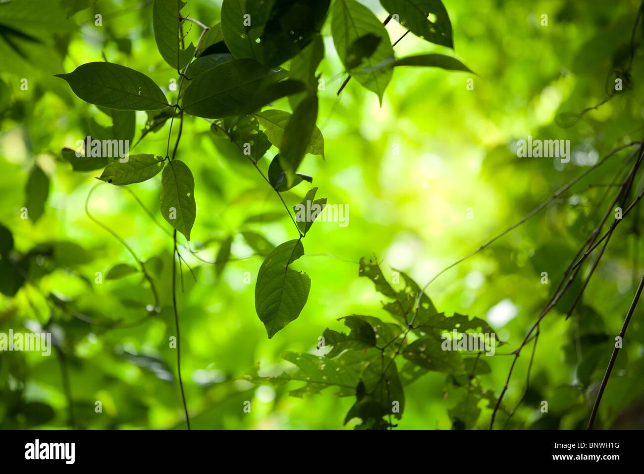 fresh jungle leaves selective focus with vivid sunlight Stock Photo