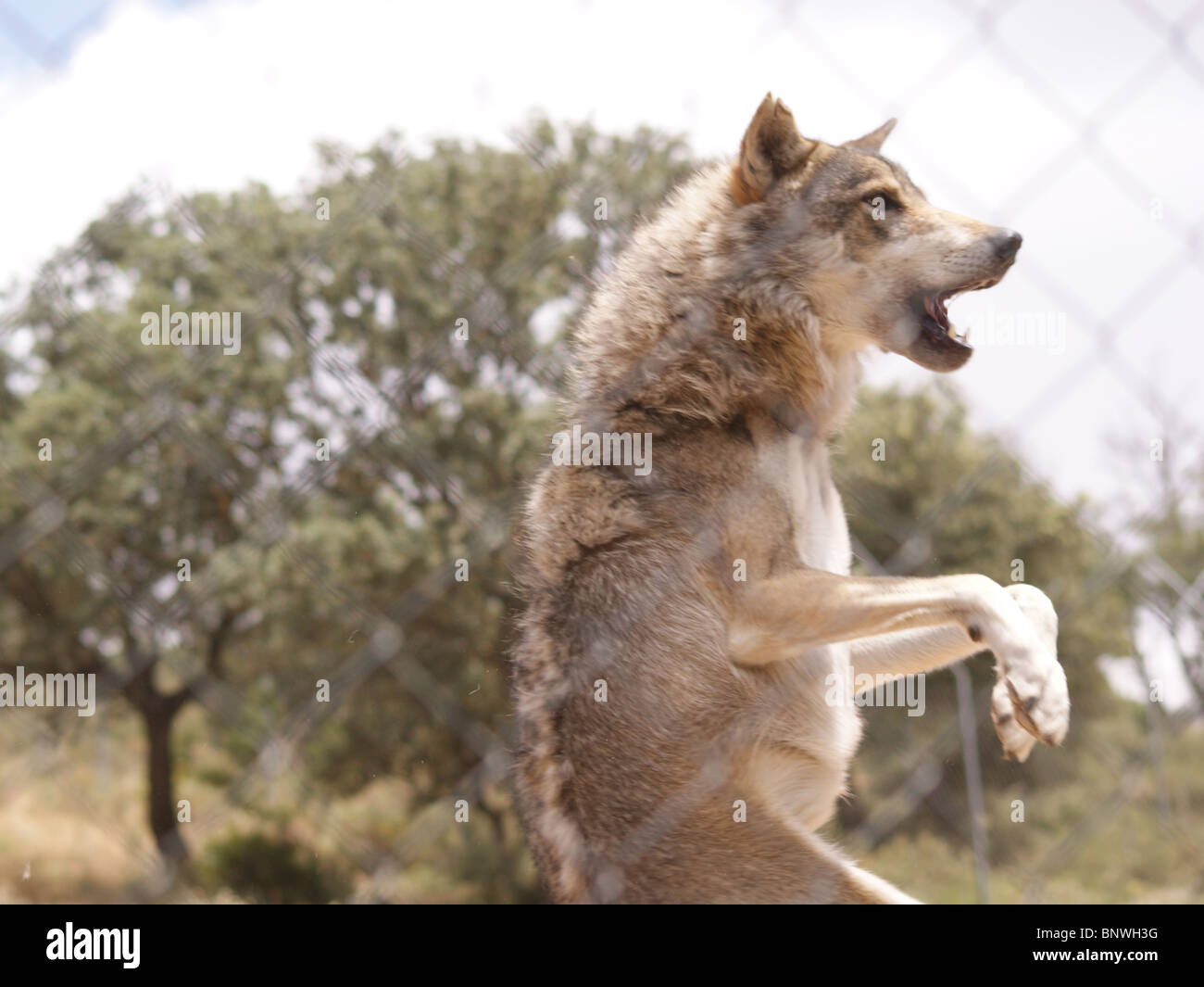 WILD WOLF AT LOBO PARK ANTEQUERA ANDALUCIA SPAIN EUROPE ON HIND LEGS Stock Photo