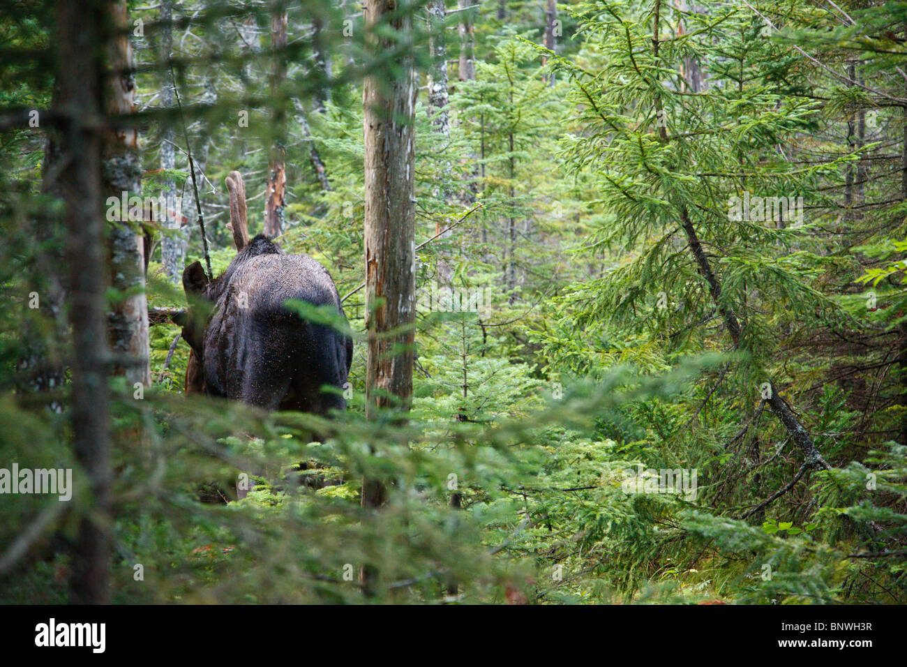Franconia Notch State Park Moose on Lonesome Lake Trail in the White