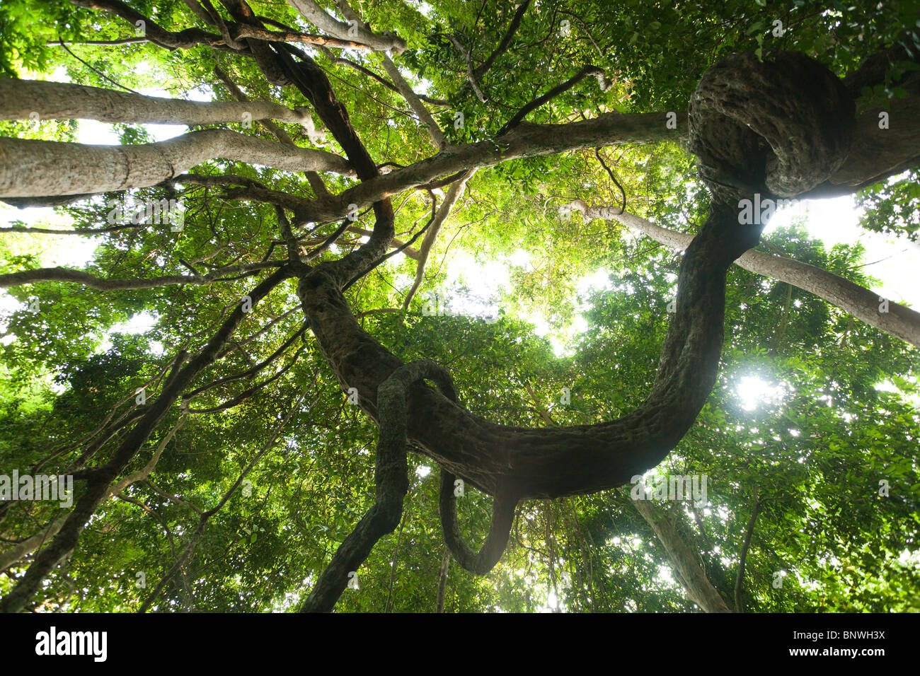 dynamic view on big twisted vine in asian rainforest Stock Photo