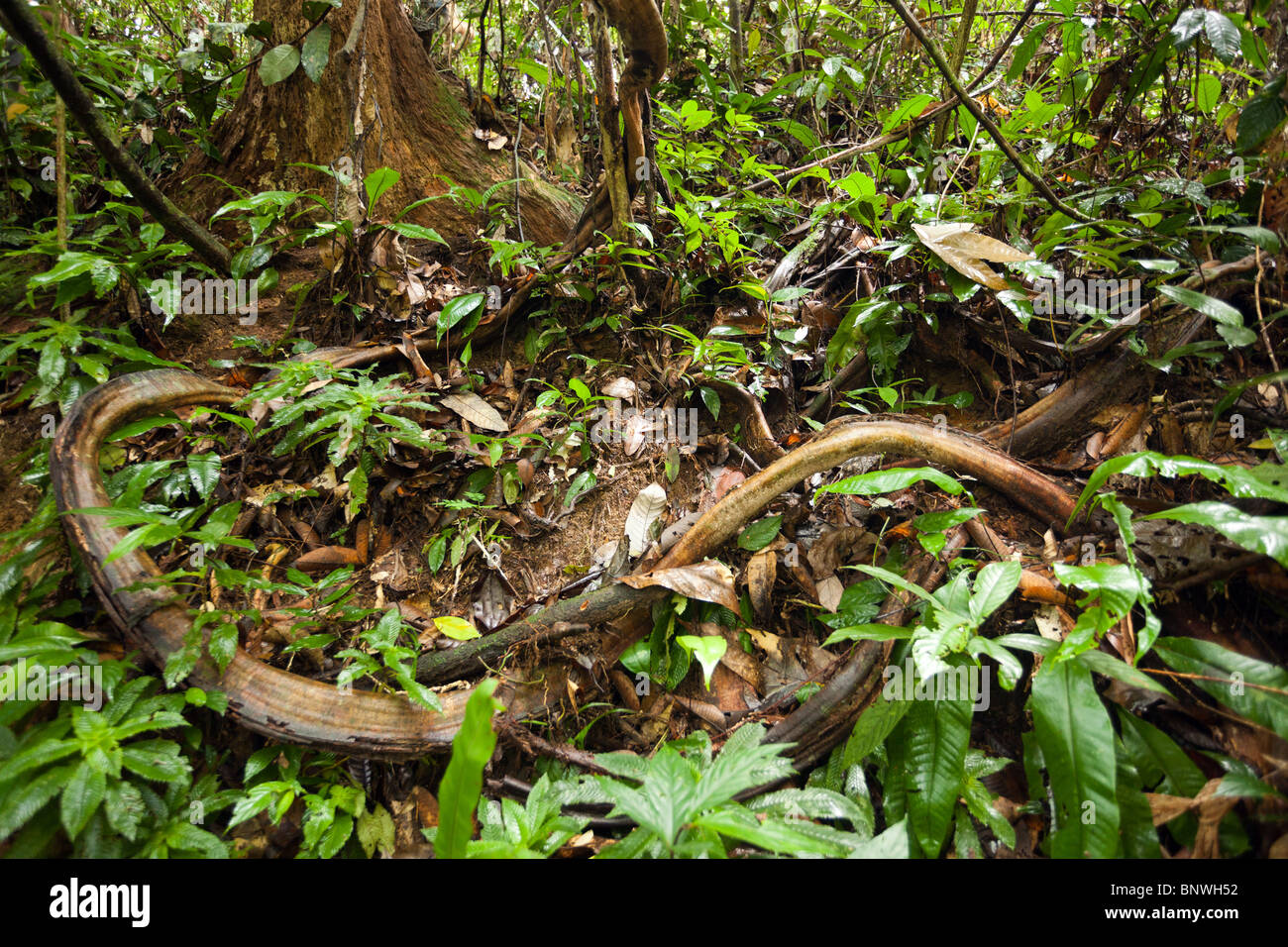 tangled lianas and jungle vines in sumatra rainforest, indonesia Stock Photo