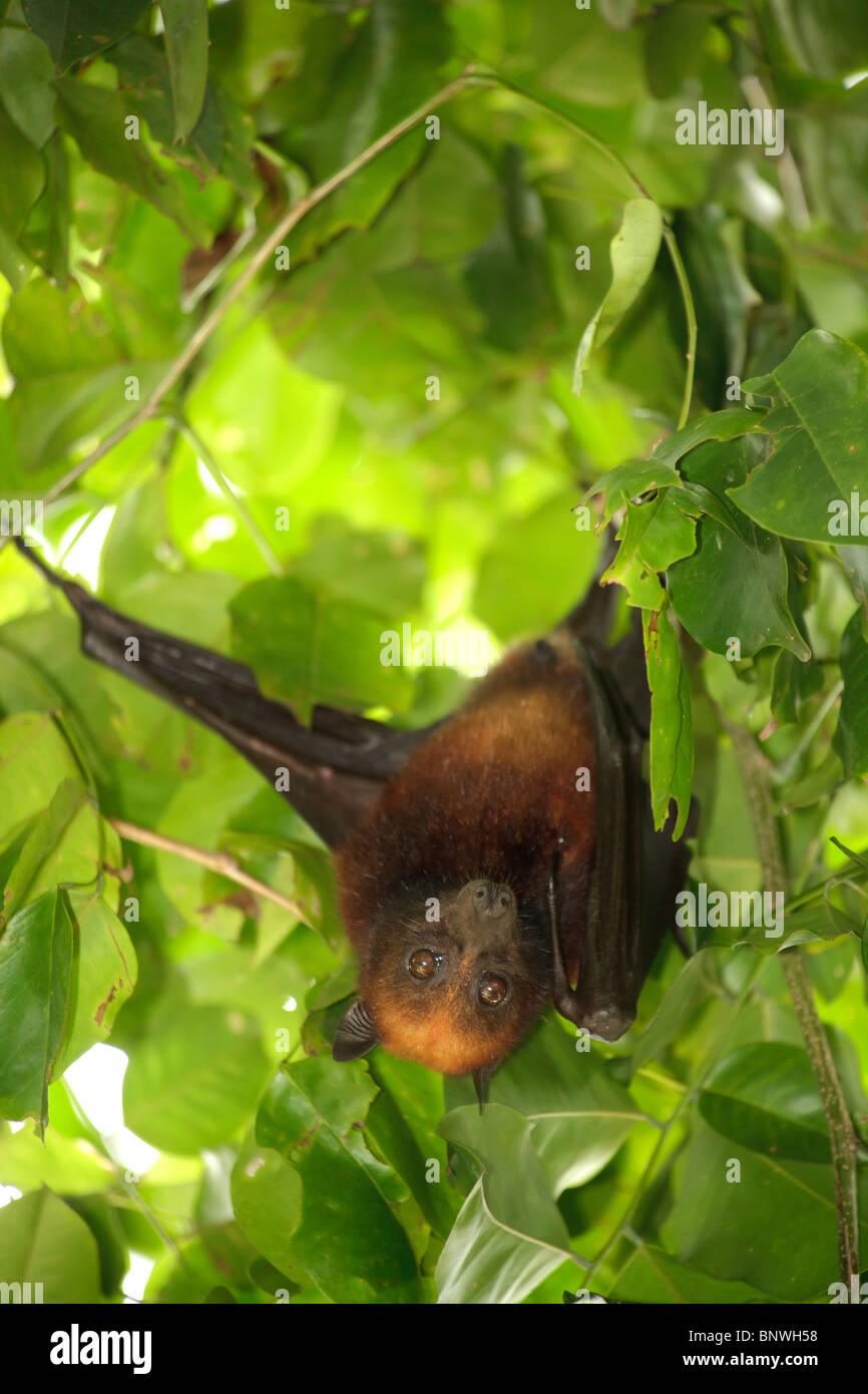Vampire bat flying hires stock photography and images Alamy