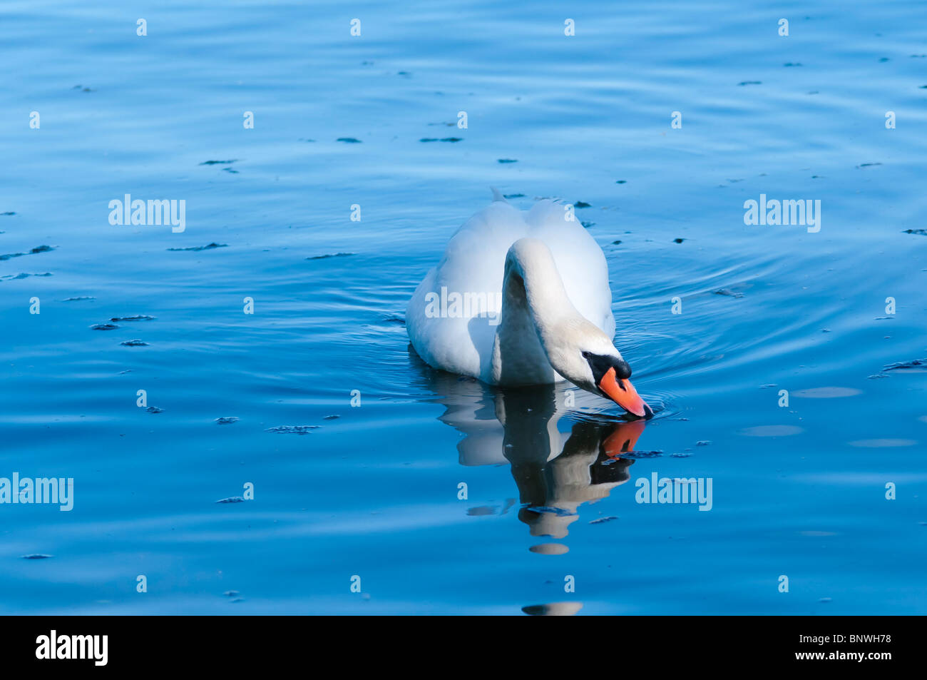 Mute Swan swimming in Lake Ontario in LaSalle Park, Burlington,Ontario
