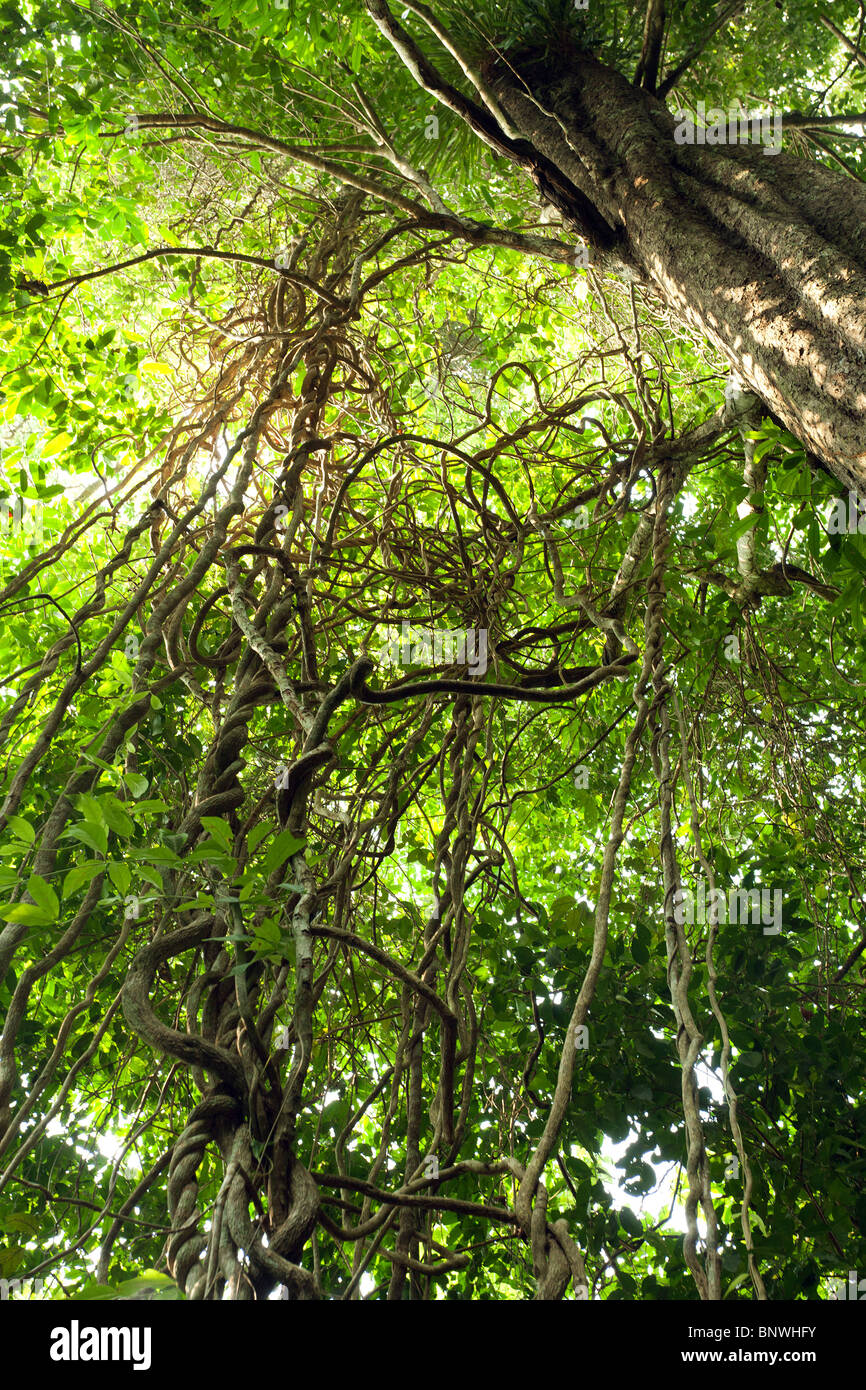dynamic view of tangled jungle lianas in tioman island rainforest, malaysia Stock Photo