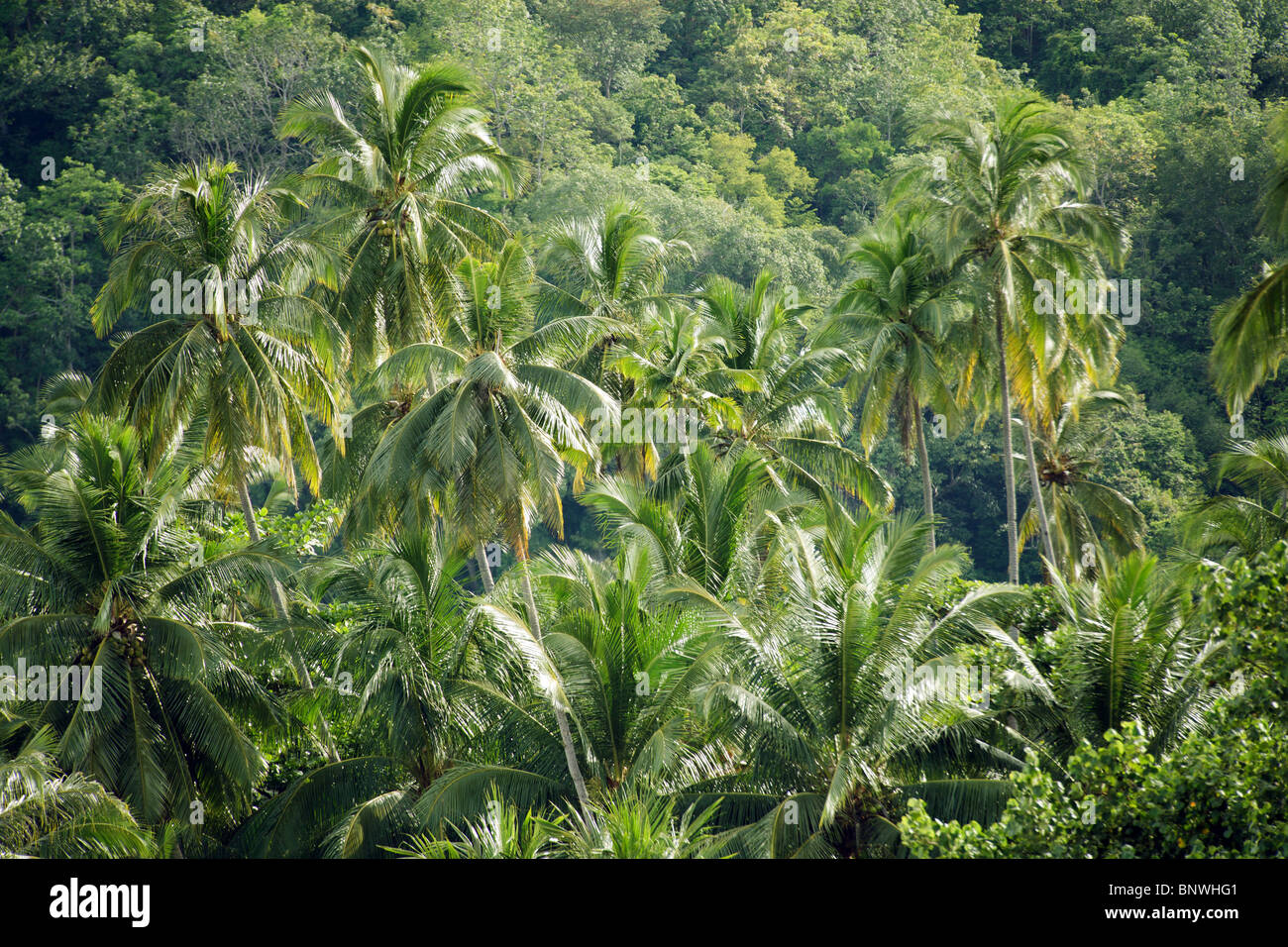 coconut trees in tioman island rainforest, malaysia Stock Photo Alamy