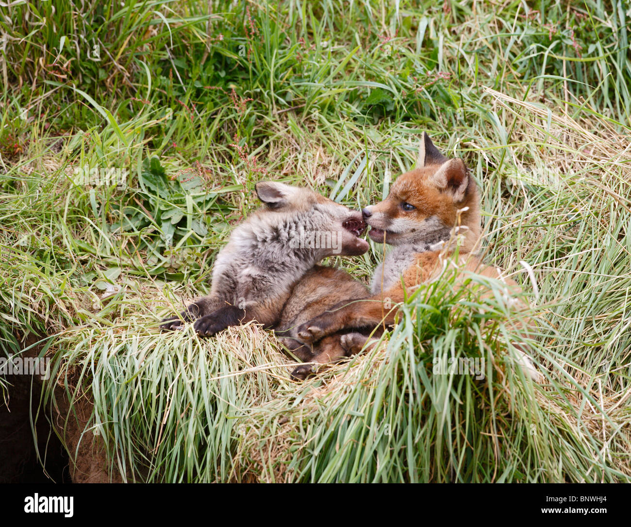 Red fox (Vulpes vulpes) cubs playing at entrance to earth Stock Photo