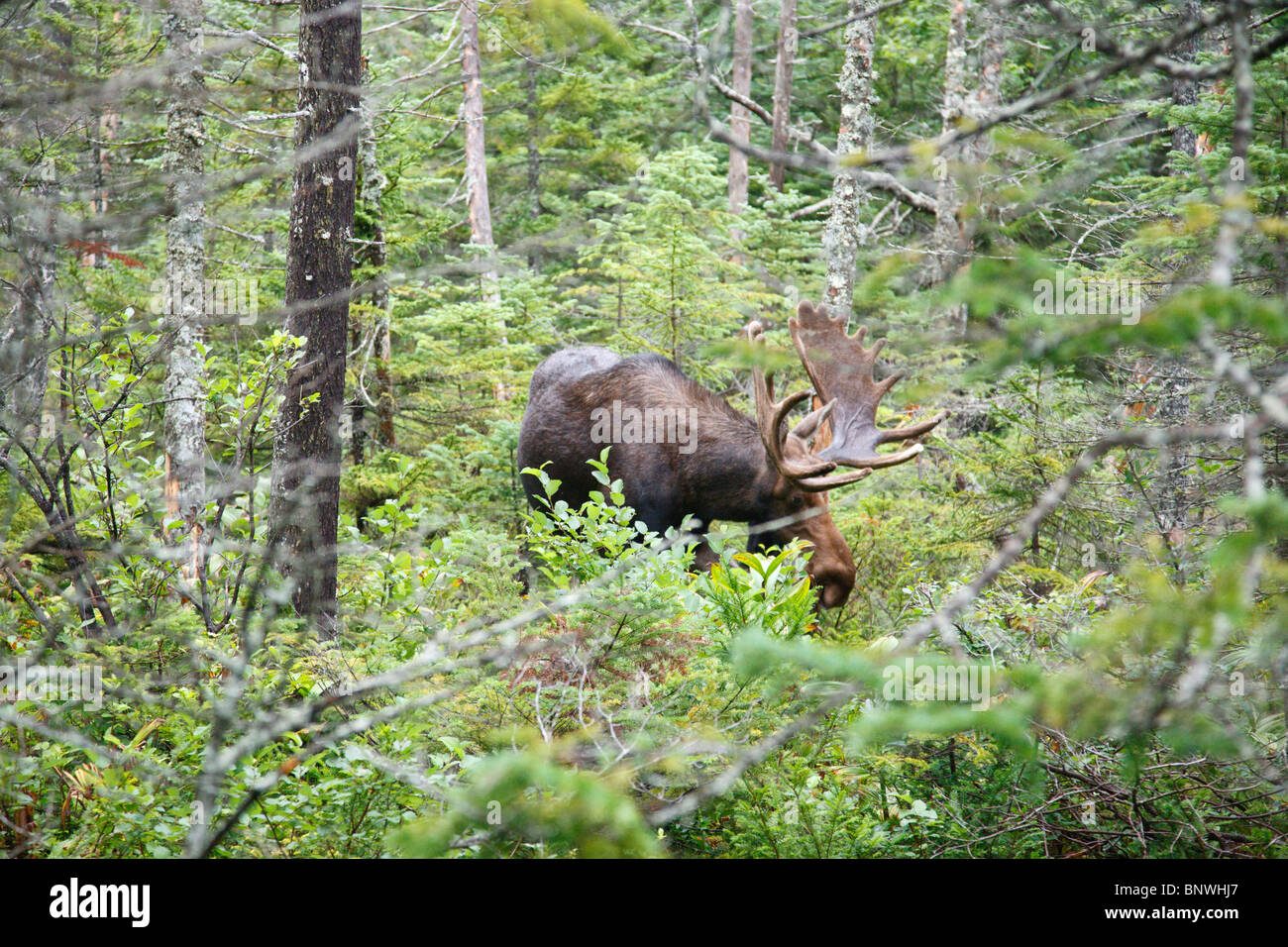 Franconia notch state park animal hires stock photography and images