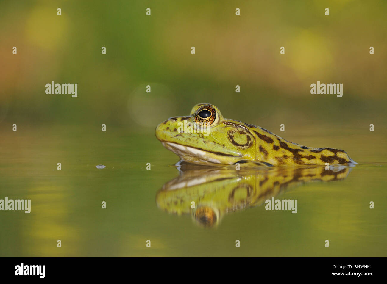 Bullfrog (Rana catesbeiana), adult in lake, Fennessey Ranch, Refugio, Coastal Bend, Texas Coast, USA Stock Photo