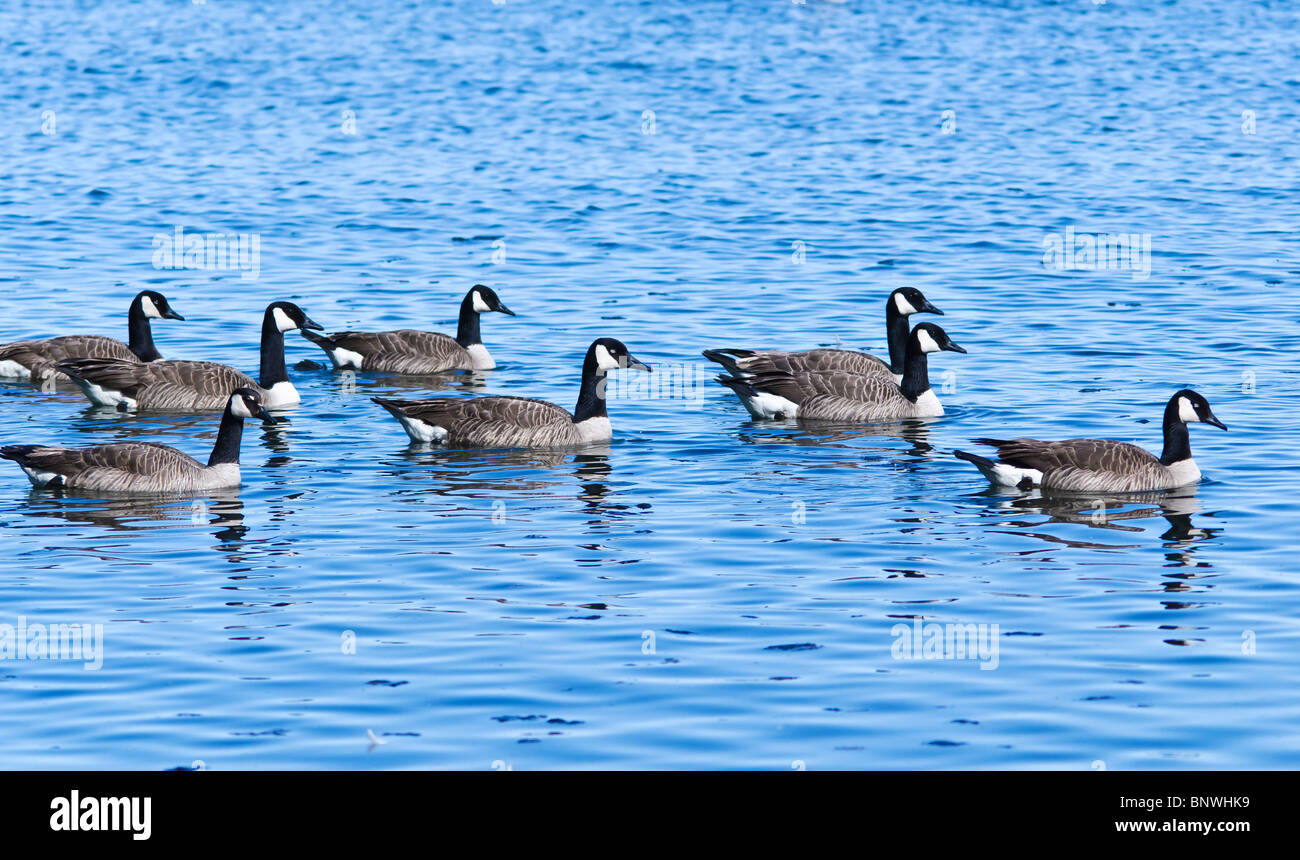 Canada Geese swimming in Lake Ontario at La Salle Park, Burlington, Ontario,  Canada Stock Photo - Alamy