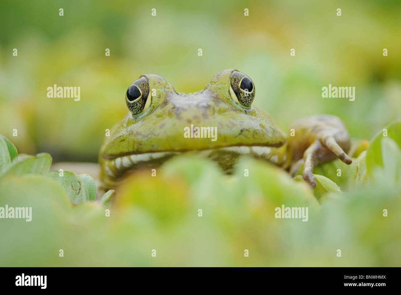 Bullfrog (Rana catesbeiana), adult in lake, Fennessey Ranch, Refugio, Coastal Bend, Texas Coast, USA Stock Photo