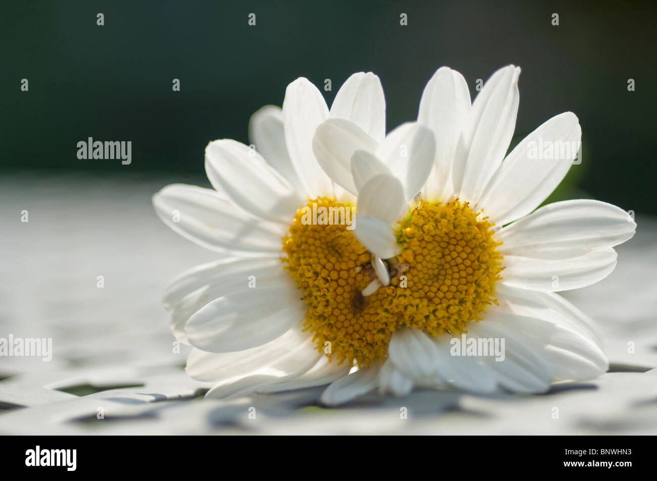 A mutated Shasta daisy with three centers on a table. Stock Photo